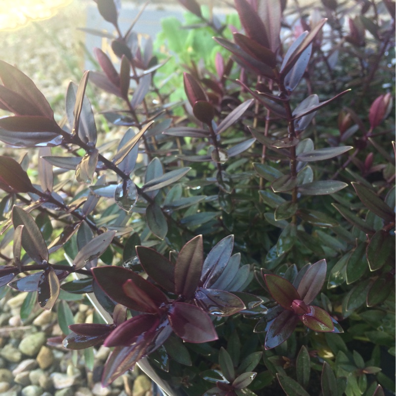 Hebe First Light in the GardenTags plant encyclopedia Shrubby Veronica First Light in the GardenTags plant encyclopedia