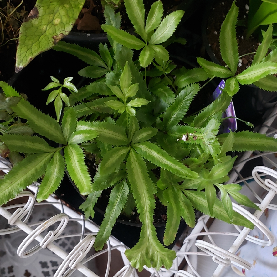 Pteris Cretica Mayi in the GardenTags plant encyclopedia Mayi Brake Fern in the GardenTags plant encyclopedia