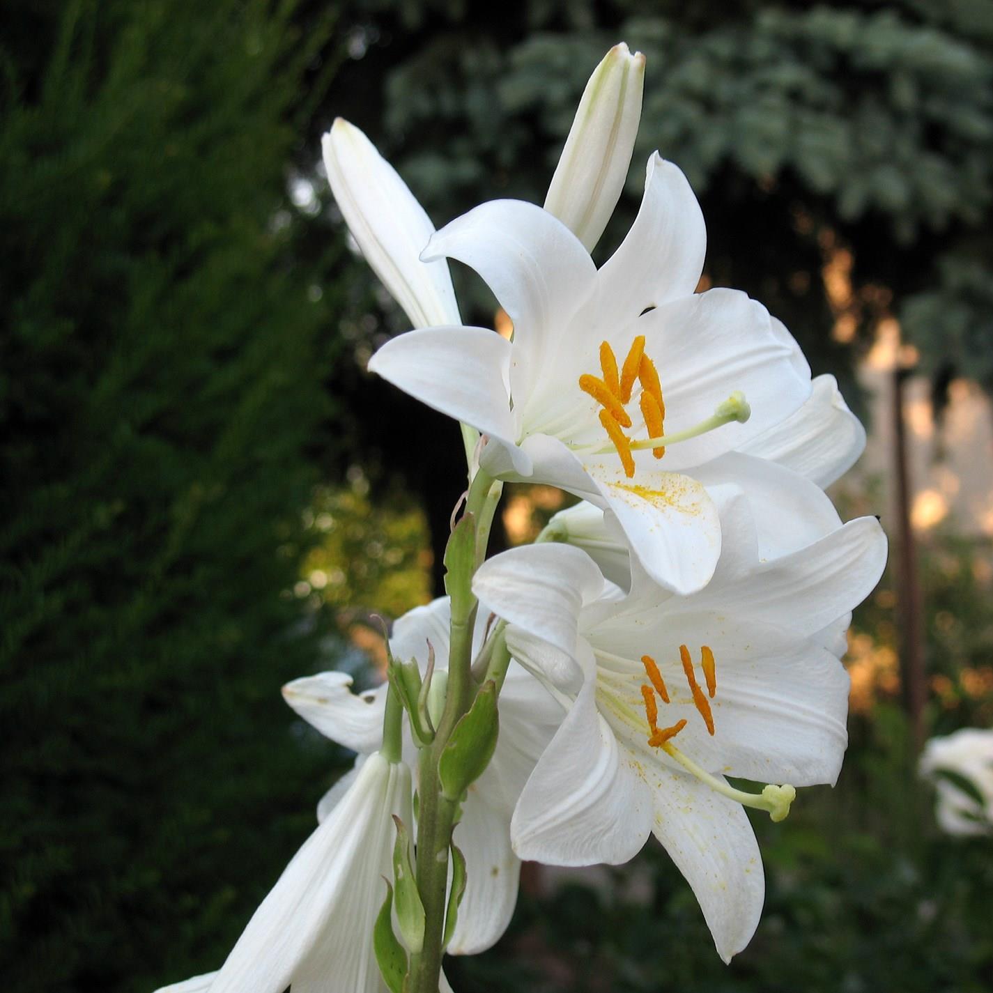 Lilium candidum in the GardenTags plant encyclopedia Lily (Species) Madonna Lily in the GardenTags plant encyclopedia