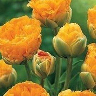 Tulipa Sun Lover in the GardenTags plant encyclopedia Tulip Sun Lover (Double Late) in the GardenTags plant encyclopedia