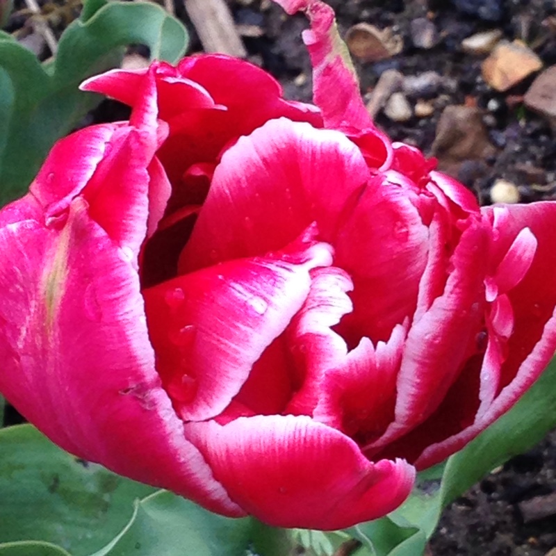 Tulipa Willemsoord in the GardenTags plant encyclopedia Tulip Willemsoord (Double Early) in the GardenTags plant encyclopedia