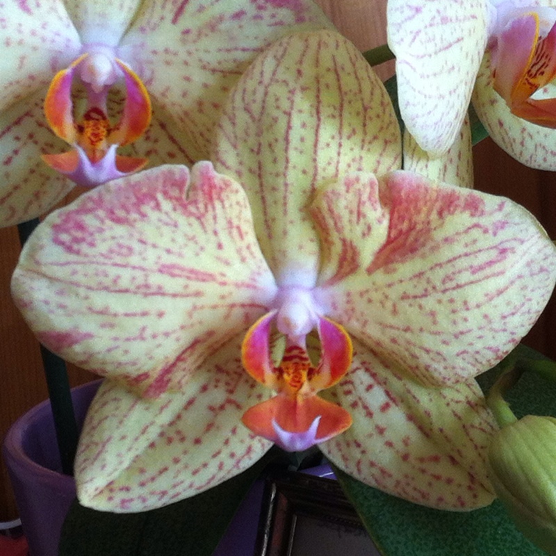 Phalaenopsis Hybrid in the GardenTags plant encyclopedia Hybrid Moth Orchid in the GardenTags plant encyclopedia