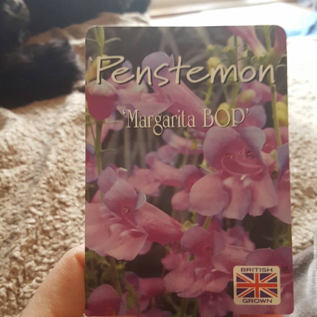 Penstemon heterophyllus Margarita Bop in the GardenTags plant encyclopedia Beardtongue Margarita Bop in the GardenTags plant encyclopedia