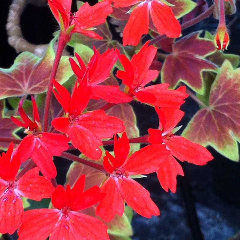 Pelargonium Vancouver Centennial in the GardenTags plant encyclopedia Pelargonium Vancouver Centennial (Dwarf Stellar Coloured) in the GardenTags plant encyclopedia