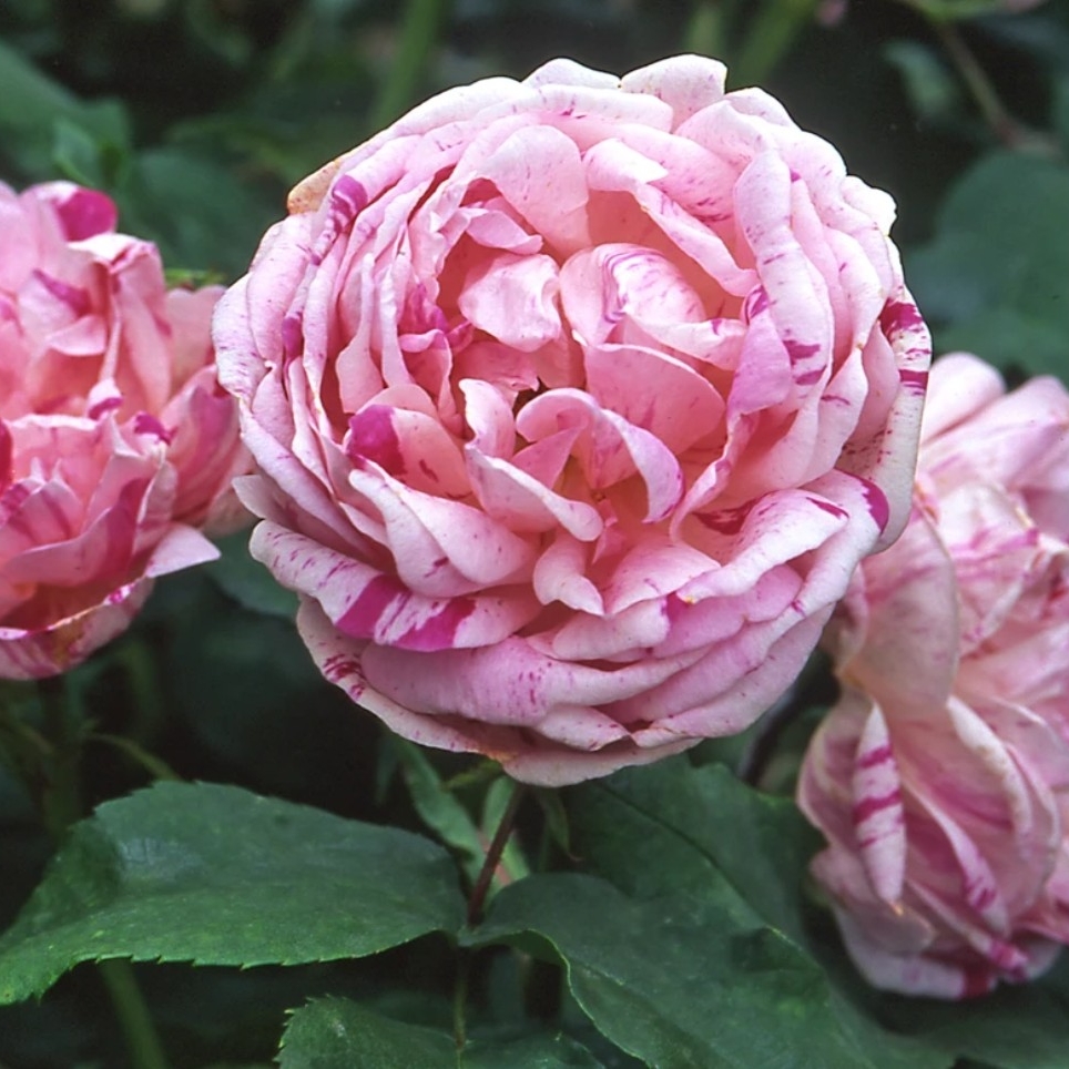 Rosa Honorine De Brabant syn. Rosa Honorine Brabant in the GardenTags plant encyclopedia Rose Honorine De Brabant (Bourbon) in the GardenTags plant encyclopedia