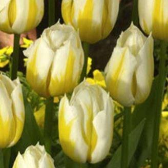 Tulipa Flaming Coquette in the GardenTags plant encyclopedia Tulip Flaming Coquette (Single Early) in the GardenTags plant encyclopedia