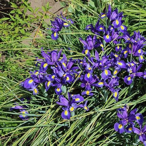 Iris Latifola in the GardenTags plant encyclopedia English Iris in the GardenTags plant encyclopedia