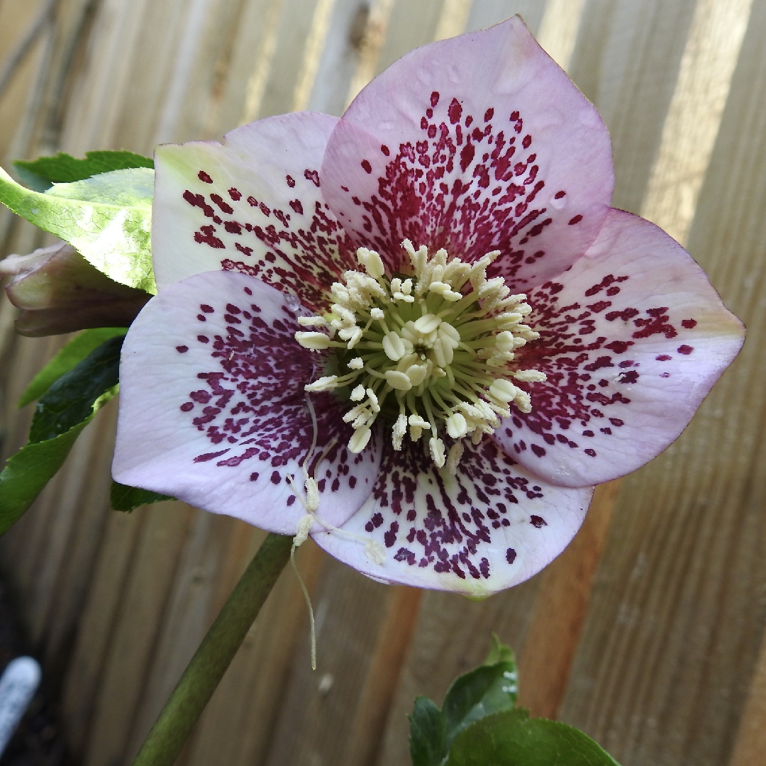 Helleborus x hybridus Harvington Pink Speckled in the GardenTags plant encyclopedia Hellebore Harvington Pink Speckled in the GardenTags plant encyclopedia