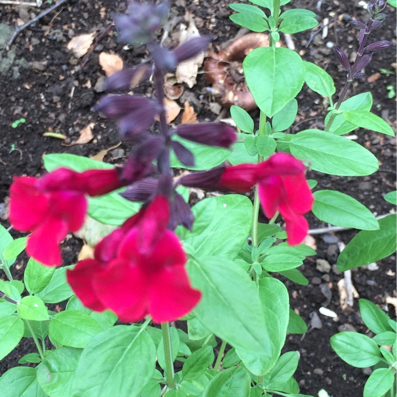 Salvia greggii Silas Dyson in the GardenTags plant encyclopedia Salvia Silas Dyson in the GardenTags plant encyclopedia