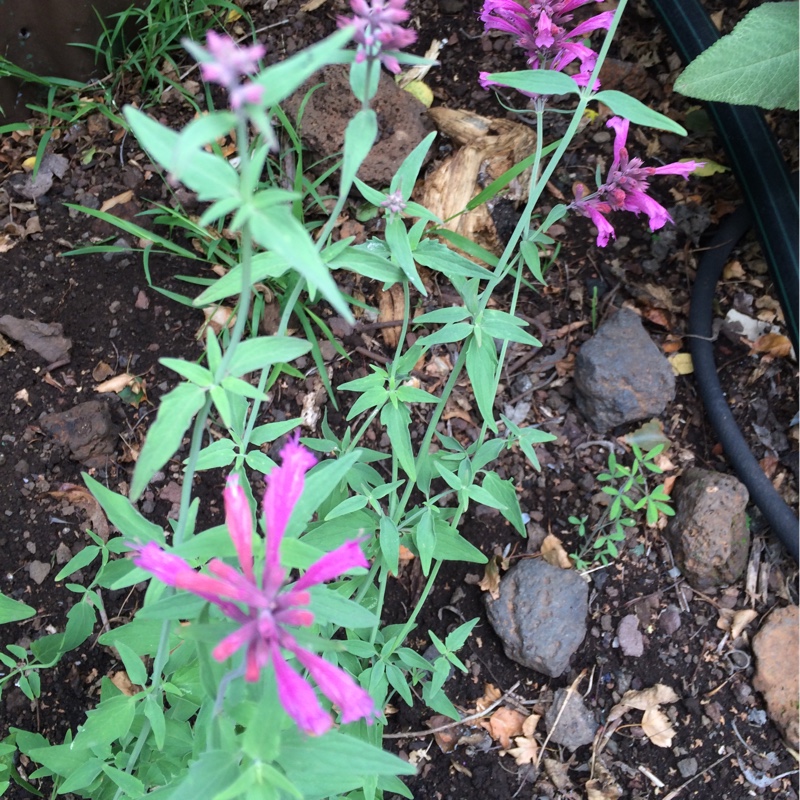 Agastache aurantiaca Sweet Lili in the GardenTags plant encyclopedia Hyssop Sweet Lili in the GardenTags plant encyclopedia