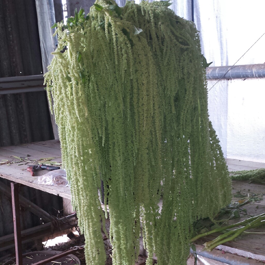 Amaranthus caudatus Viridus Green Cascade in the GardenTags plant encyclopedia Amaranthus Emerald Tassels in the GardenTags plant encyclopedia