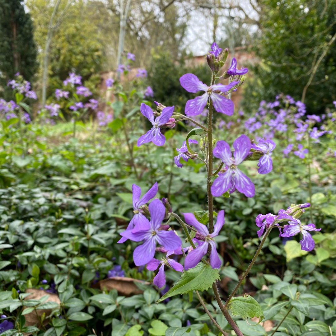 Lunaria annua Corfu Blue in the GardenTags plant encyclopedia Honesty Corfu Blue in the GardenTags plant encyclopedia