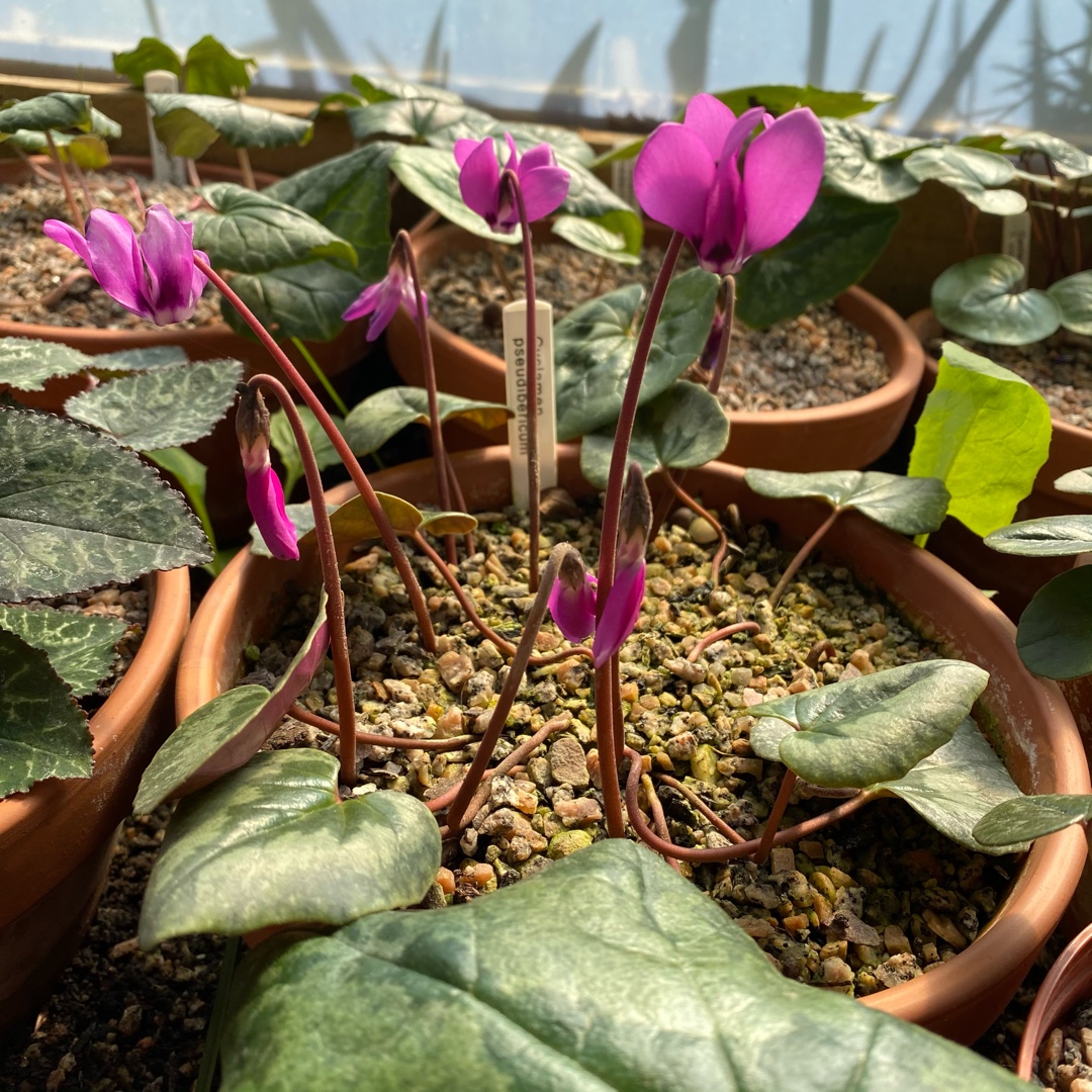 Cyclamen pseudibericum in the GardenTags plant encyclopedia Cyclamen (Species) False Iberian Cyclamen in the GardenTags plant encyclopedia