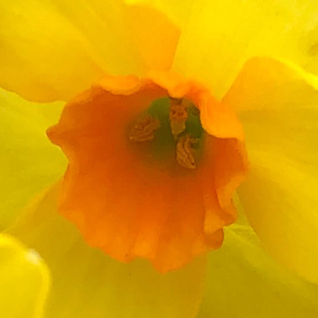 Narcissus Martinette in the GardenTags plant encyclopedia Daffodil Martinette (Tazetta) in the GardenTags plant encyclopedia