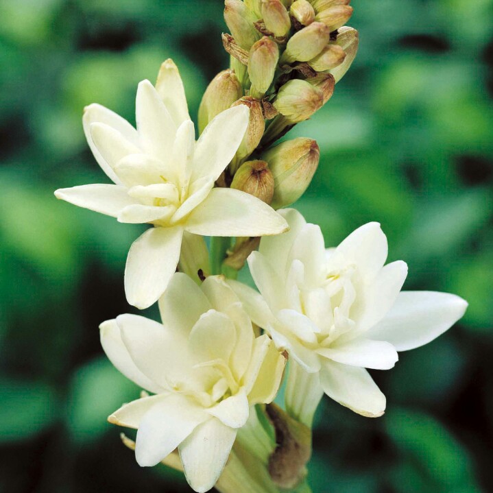 Polianthes tuberosa in the GardenTags plant encyclopedia Tuberose in the GardenTags plant encyclopedia