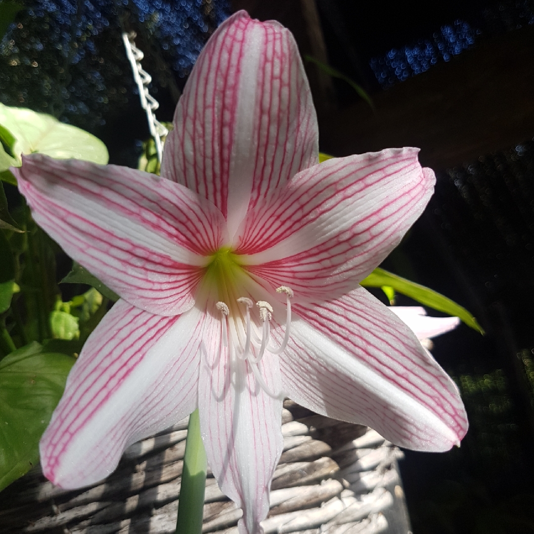 Hippeastrum (Leopoldii A Group) Mrs Garfield in the GardenTags plant encyclopedia Hippeastrum Mrs Garfield in the GardenTags plant encyclopedia