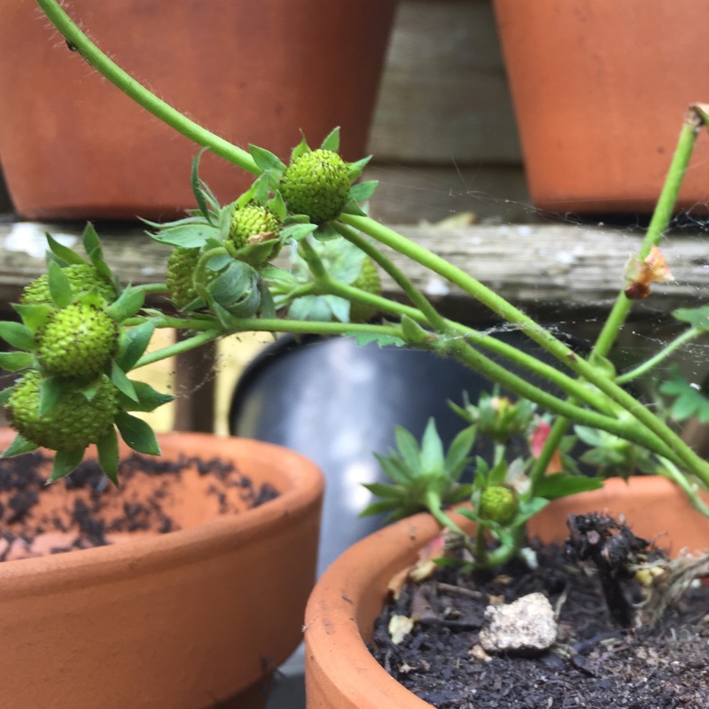 Fragaria x ananassa Pegasus in the GardenTags plant encyclopedia Strawberry Pegasus in the GardenTags plant encyclopedia