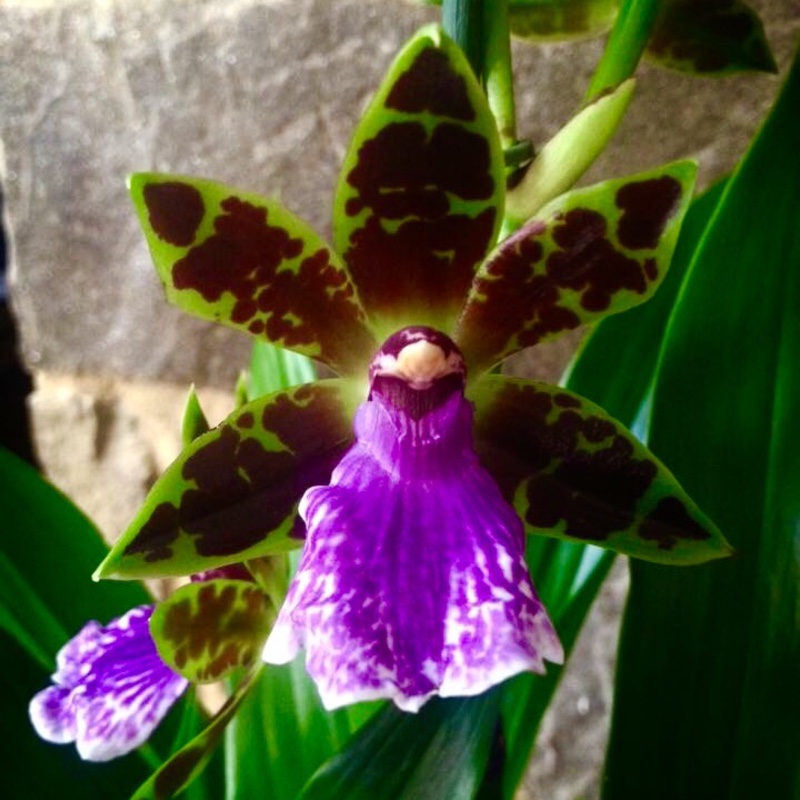 Zygopetalum in the GardenTags plant encyclopedia Zygopetalum Orchid in the GardenTags plant encyclopedia