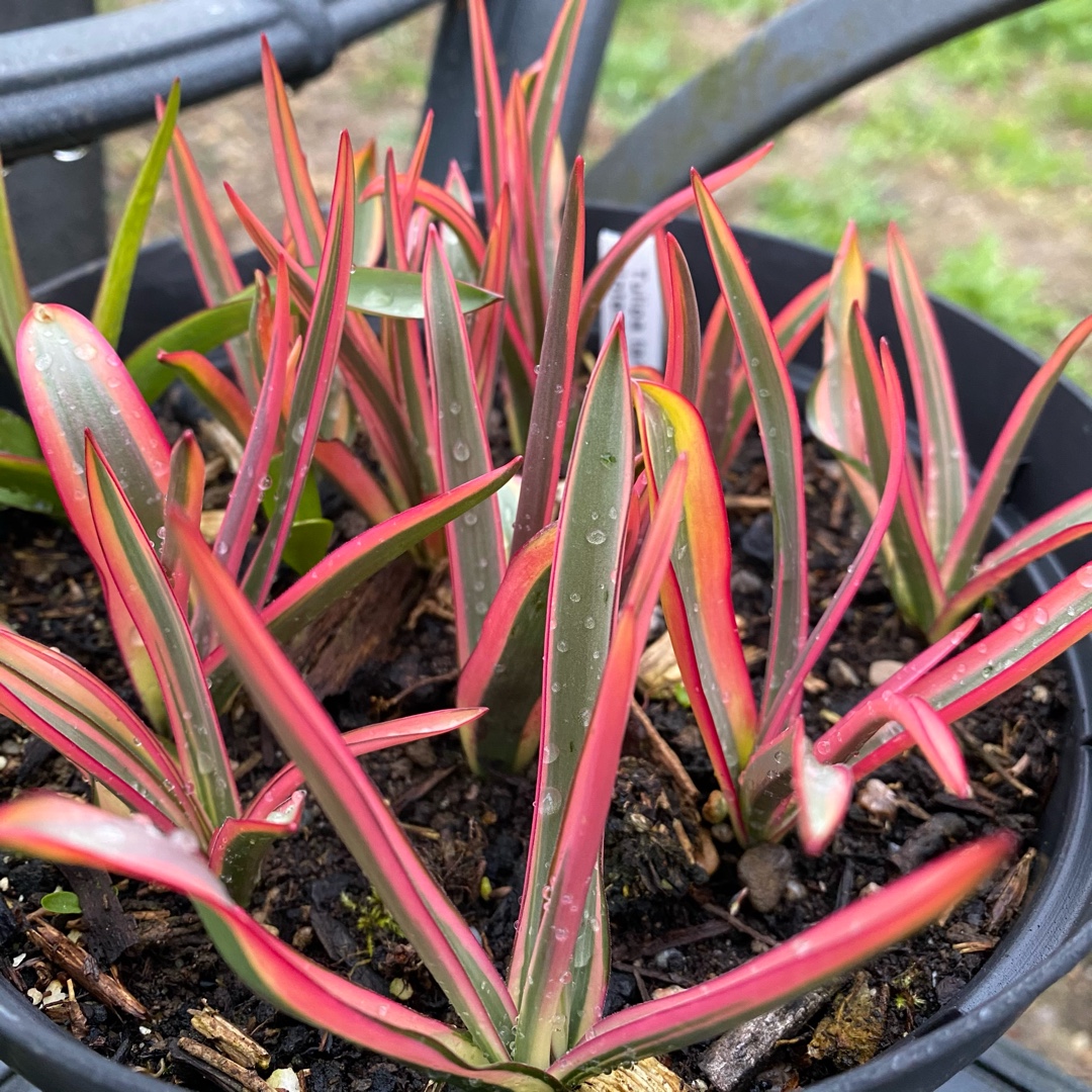 Tulipa tarda Interaction in the GardenTags plant encyclopedia Tulip (Species) Tarda Tulip Interaction in the GardenTags plant encyclopedia