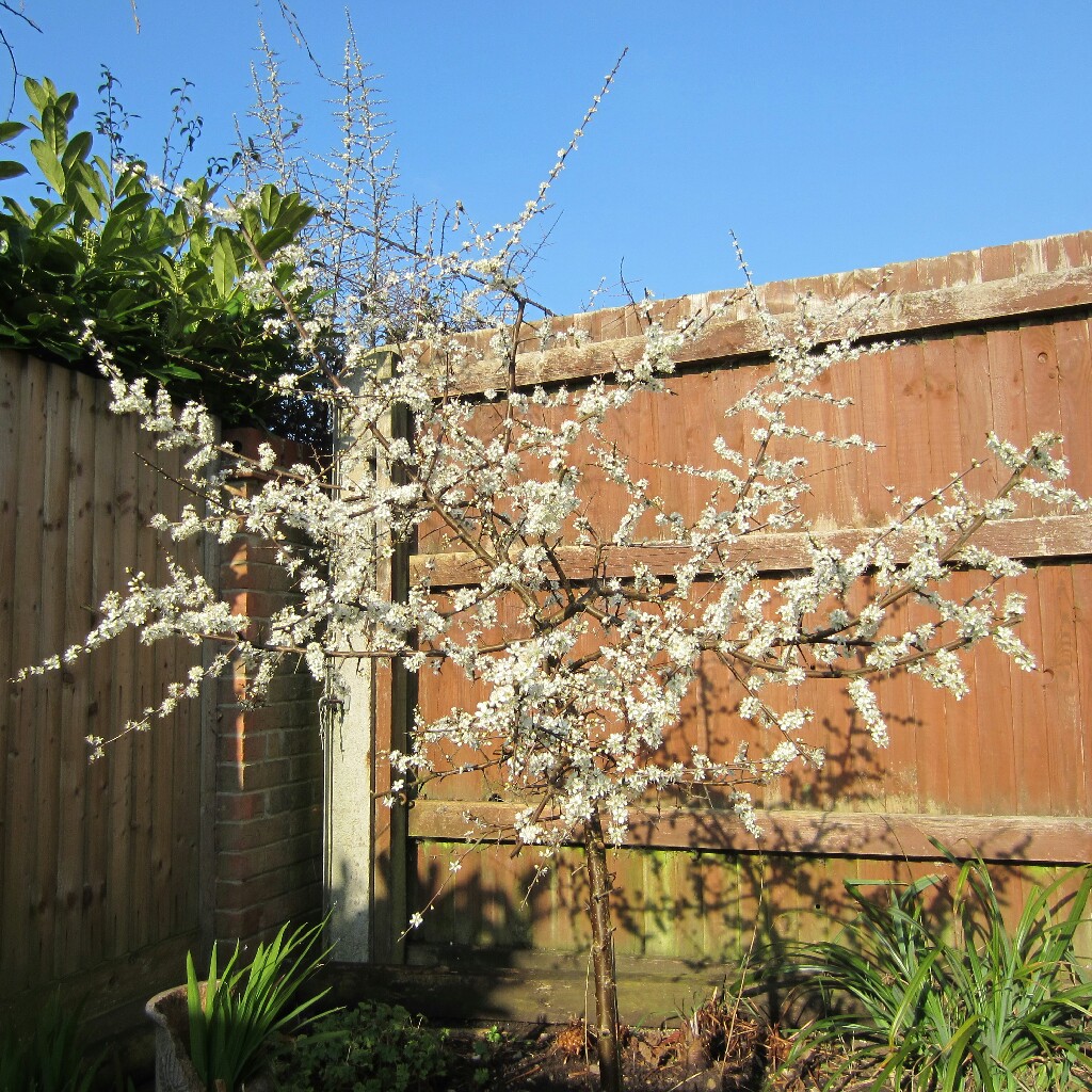 Blackthorn in the GardenTags plant encyclopedia