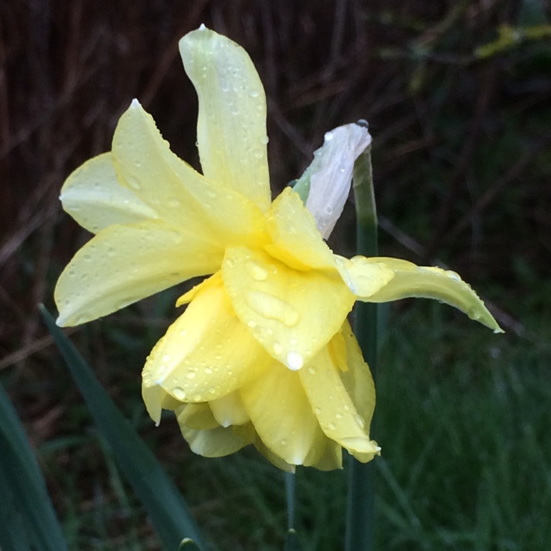 Narcissus Sulphur Phoenix syn. Narcissus Codlins and Cream in the GardenTags plant encyclopedia Daffodil Sulphur Phoenix (Double) in the GardenTags plant encyclopedia