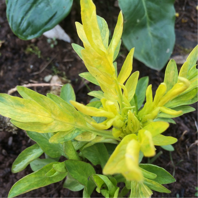 Valeriana phu Aurea in the GardenTags plant encyclopedia Golden Spikenard urea in the GardenTags plant encyclopedia