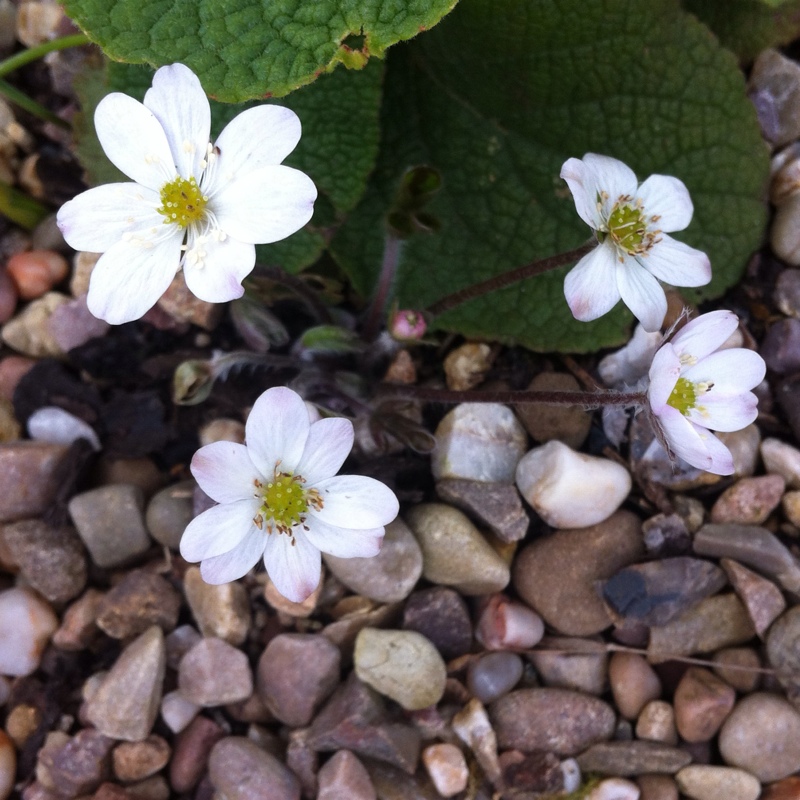Hepatica Nobilis White in the GardenTags plant encyclopedia White Liver Leaf in the GardenTags plant encyclopedia