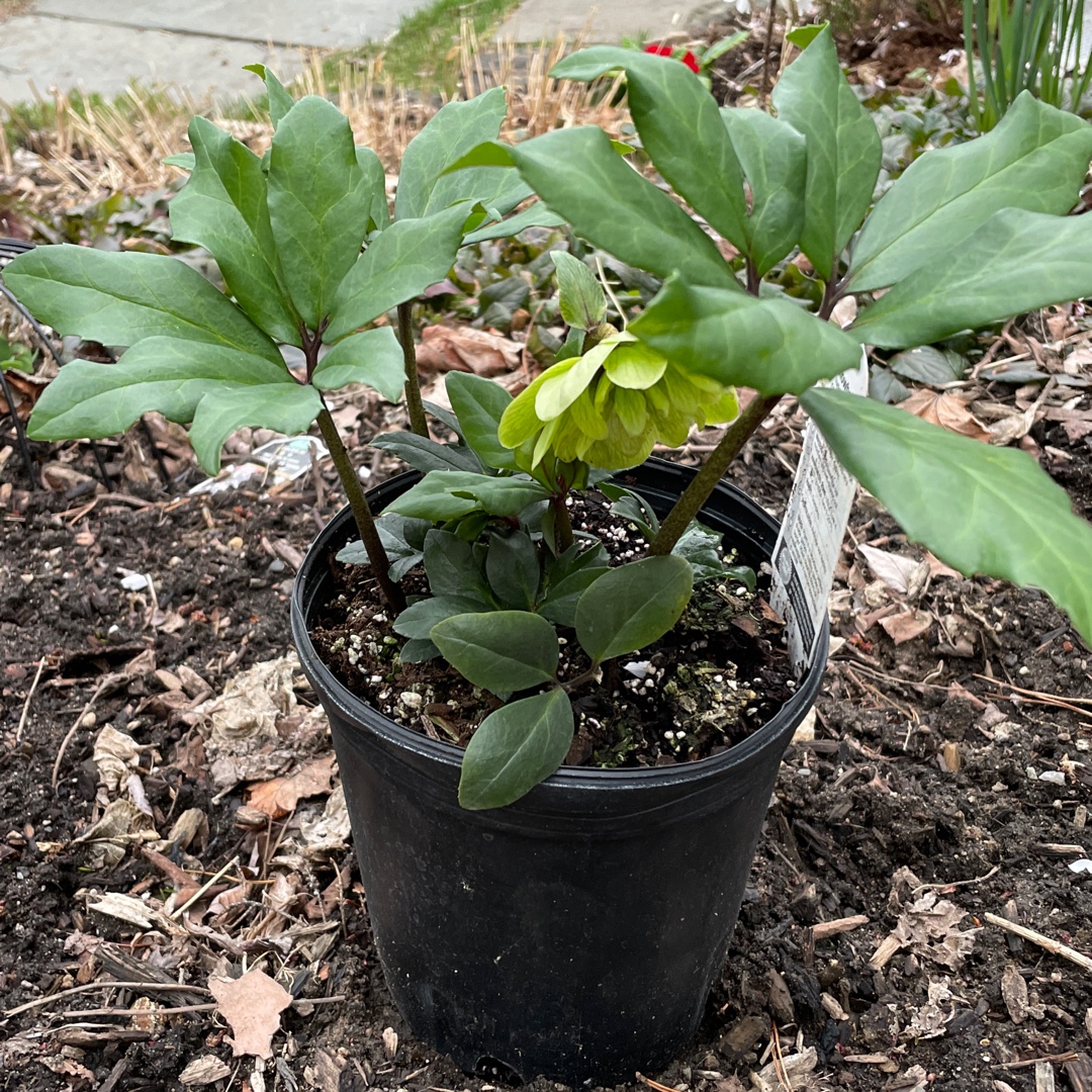 Helleborus niger Snowbells in the GardenTags plant encyclopedia Hellebore Snowbells in the GardenTags plant encyclopedia