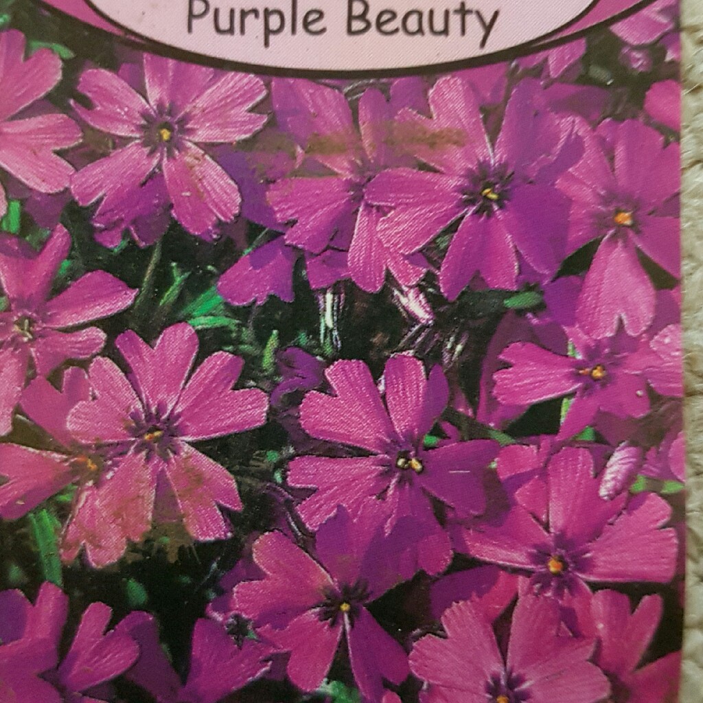 Phlox subulata Purple Beauty in the GardenTags plant encyclopedia Moss Phlox Purple Beauty in the GardenTags plant encyclopedia