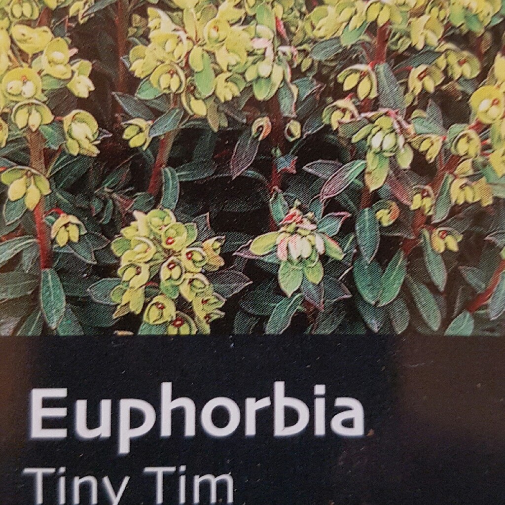 Euphorbia x martini Waleutiny syn. Euphorbia x martini Tiny Tim in the GardenTags plant encyclopedia Martins Spurge Tiny Tim in the GardenTags plant encyclopedia