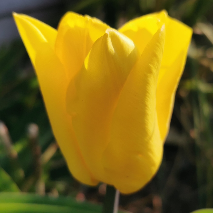 Tulipa Strong Gold in the GardenTags plant encyclopedia Tulip Strong Gold (Triumph) in the GardenTags plant encyclopedia