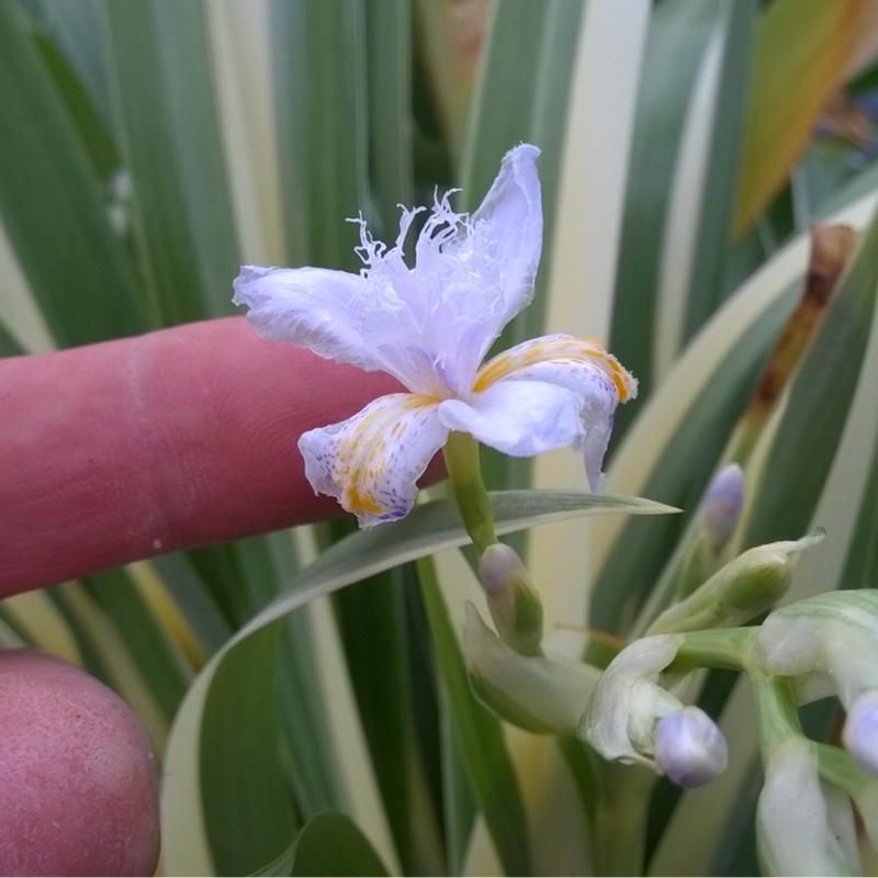 Iris tectorum Cruella in the GardenTags plant encyclopedia Japanese Roof Iris Cruella in the GardenTags plant encyclopedia