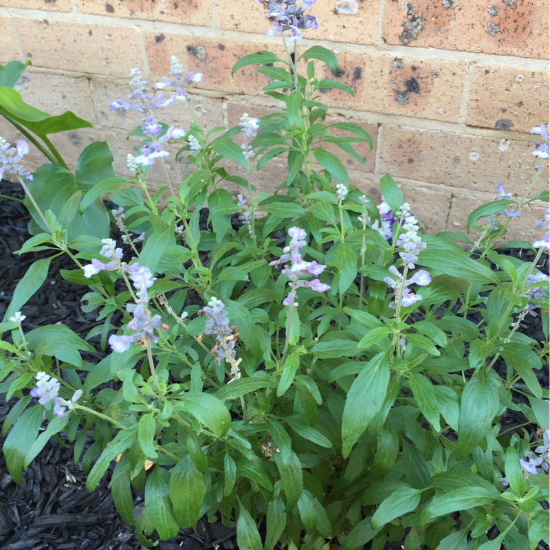 Salvia in the GardenTags plant encyclopedia Sage in the GardenTags plant encyclopedia