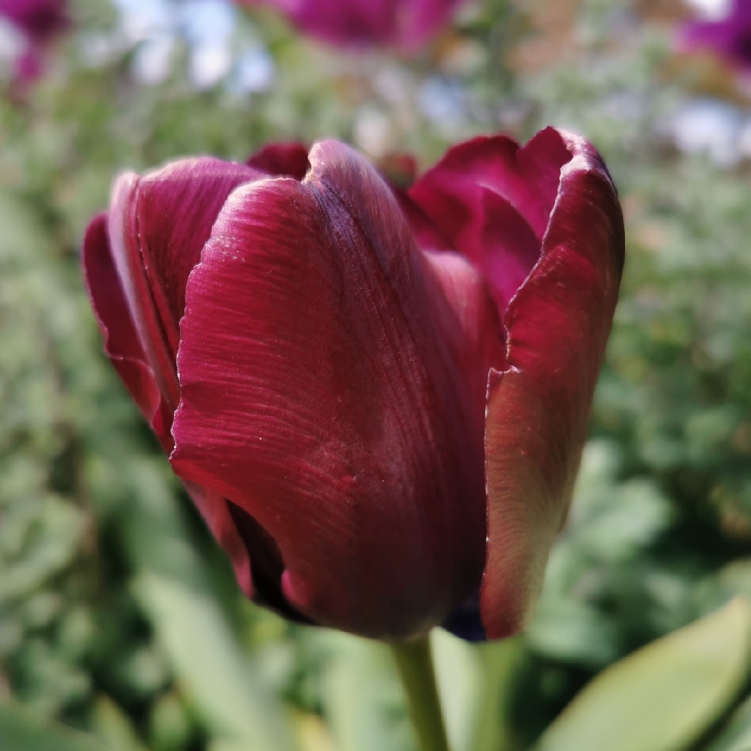 Tulipa Café Noir in the GardenTags plant encyclopedia Tulip Café Noir (Single Late) in the GardenTags plant encyclopedia