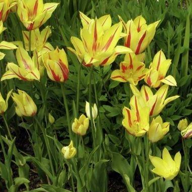 Tulipa Mona Lisa in the GardenTags plant encyclopedia Tulip Mona Lisa (Lily-flowered) in the GardenTags plant encyclopedia