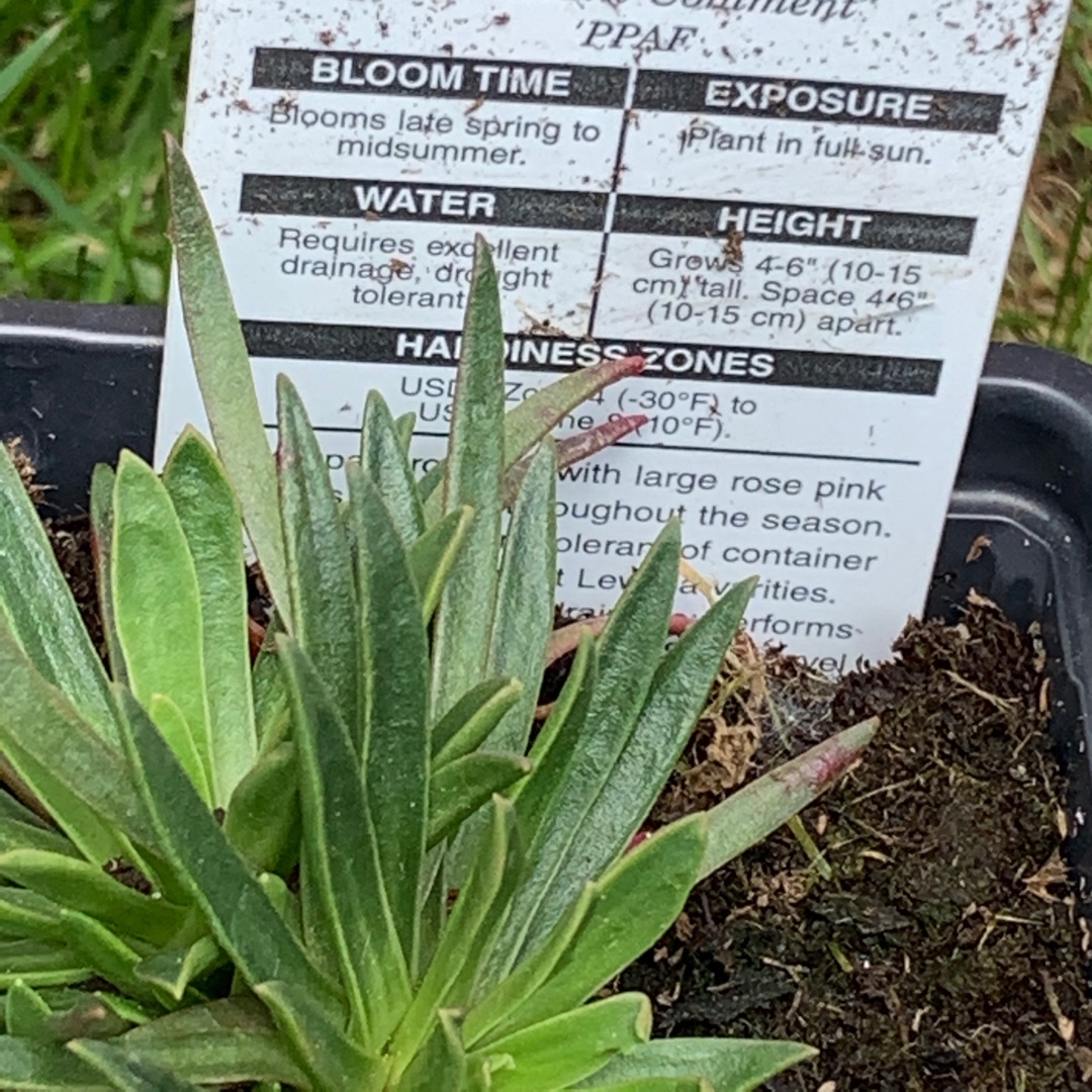 Lewisia in the GardenTags plant encyclopedia Constant Comment in the GardenTags plant encyclopedia