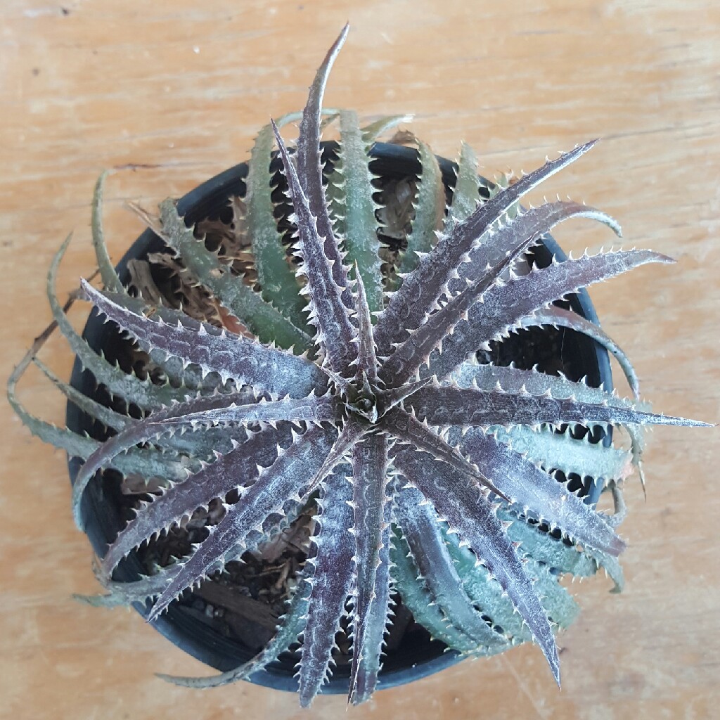 Dyckia Paulsens Puzzle in the GardenTags plant encyclopedia Dyckia Paulsens Puzzle in the GardenTags plant encyclopedia