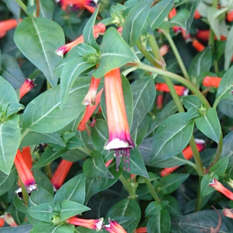 Mexican Cigar Plant in the GardenTags plant encyclopedia