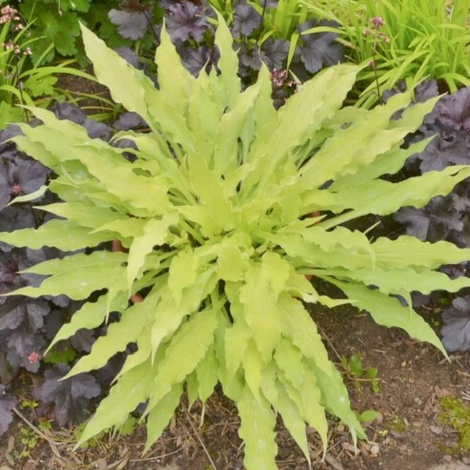 Hosta Wiggles And Squiggles in the GardenTags plant encyclopedia Plantain Lily Wiggles And Squiggles in the GardenTags plant encyclopedia