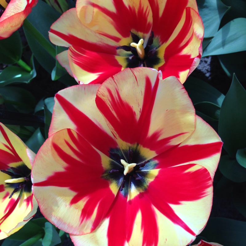 Tulipa Spryng Break in the GardenTags plant encyclopedia Tulip Spryng Break (Darwin Hybrid) in the GardenTags plant encyclopedia