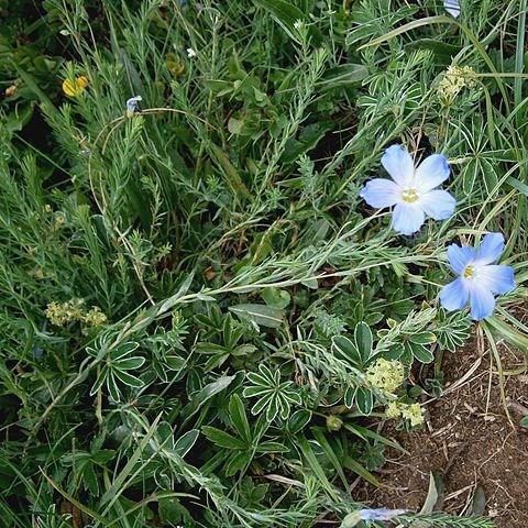 Linum perenne in the GardenTags plant encyclopedia Blue flax in the GardenTags plant encyclopedia