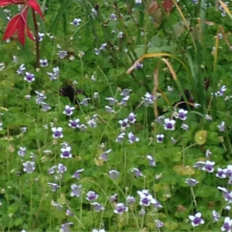 Viola hederacea in the GardenTags plant encyclopedia Australian Violet in the GardenTags plant encyclopedia