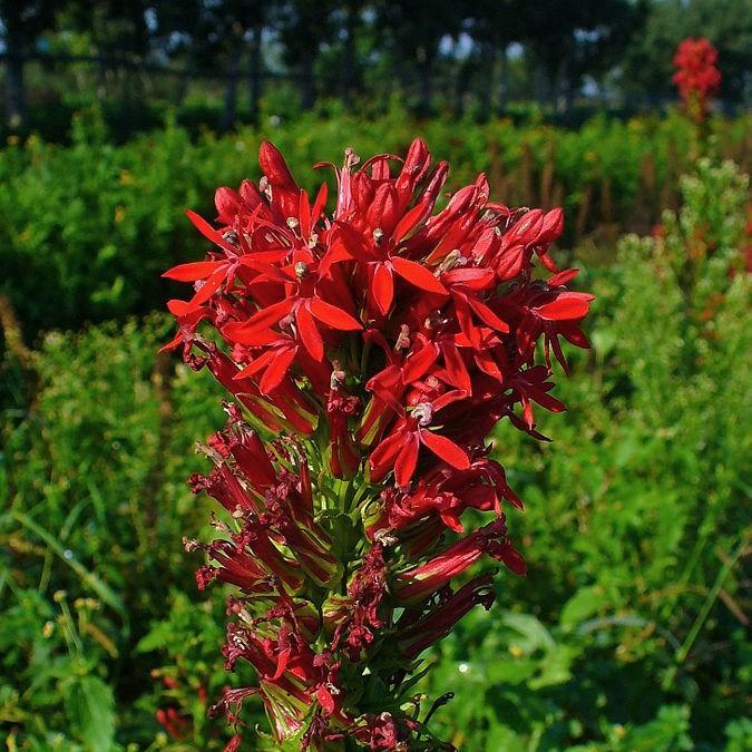 Cardinal Flower Queen Victoria in the GardenTags plant encyclopedia