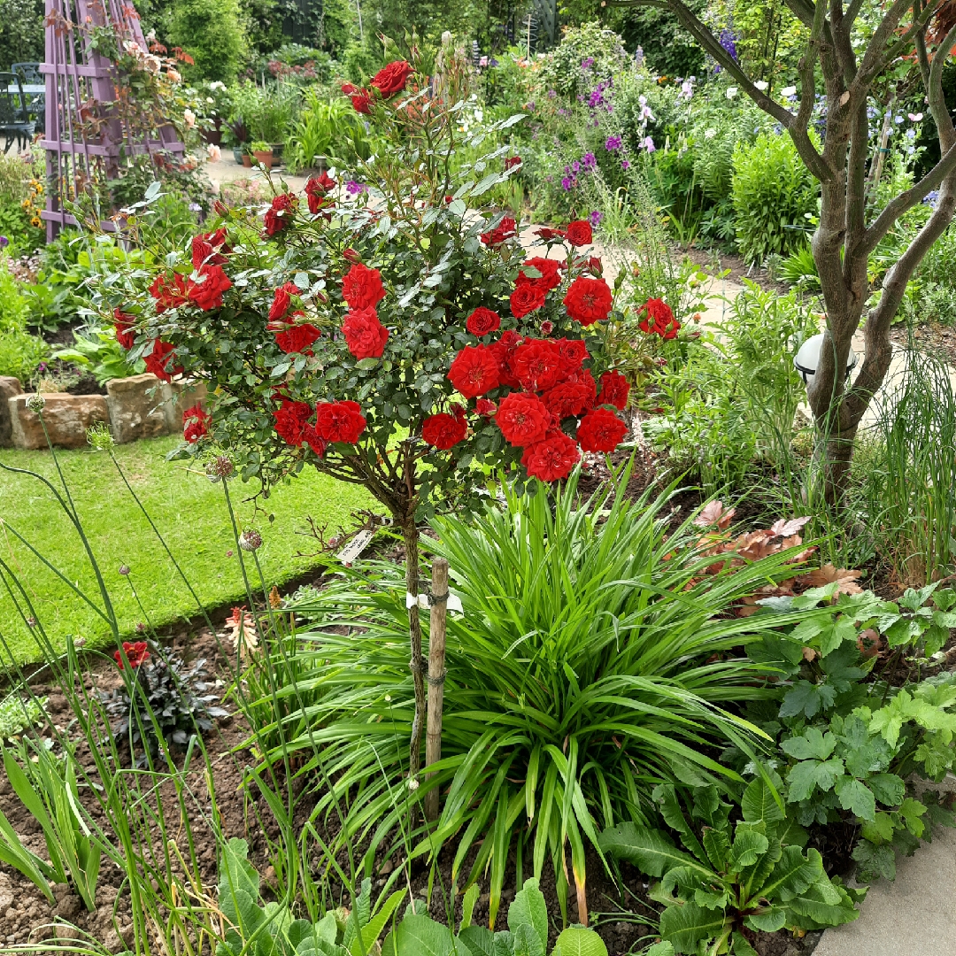 Rosa Peapet syn. Rosa Jane Asher in the GardenTags plant encyclopedia Rose Jane Asher (Miniature Patio) in the GardenTags plant encyclopedia