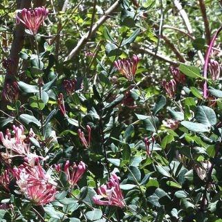 Lonicera x americana Pams Pink in the GardenTags plant encyclopedia Honeysuckle Pams Pink in the GardenTags plant encyclopedia