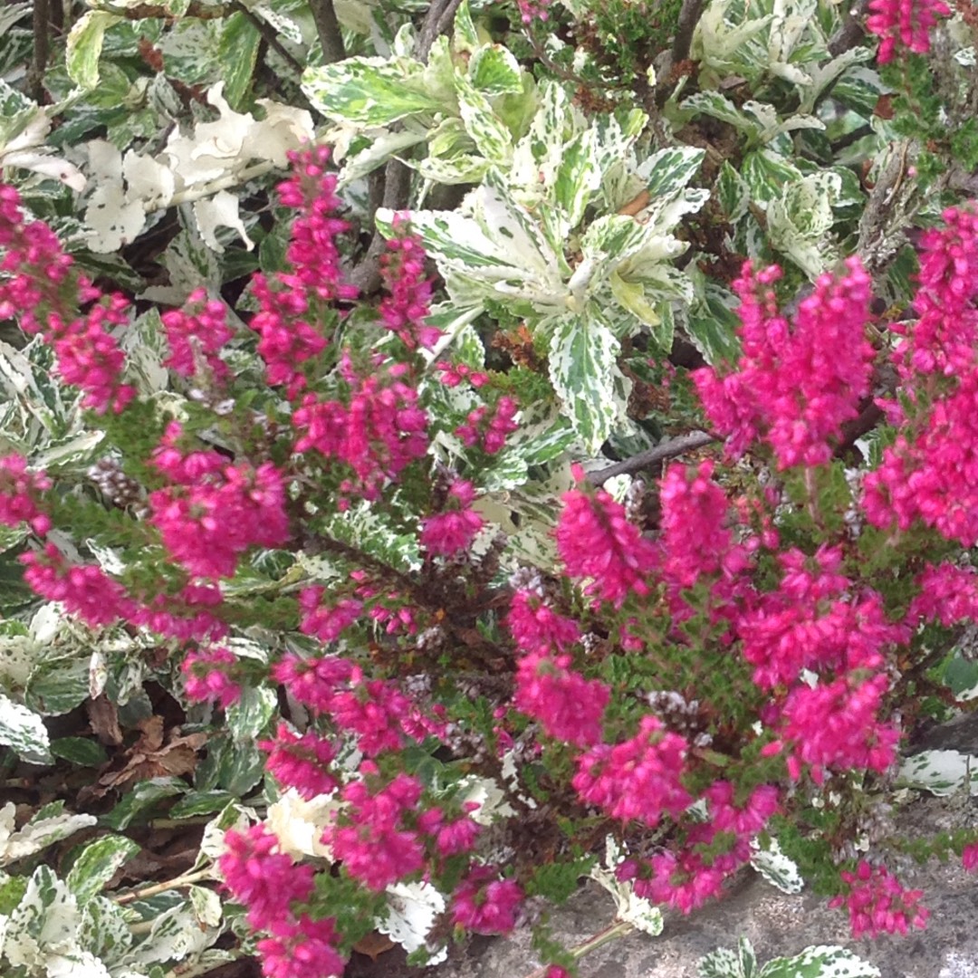Erica x darleyensis f. aureifolia Eva Gold in the GardenTags plant encyclopedia Darley Dale Heath Eva Gold in the GardenTags plant encyclopedia