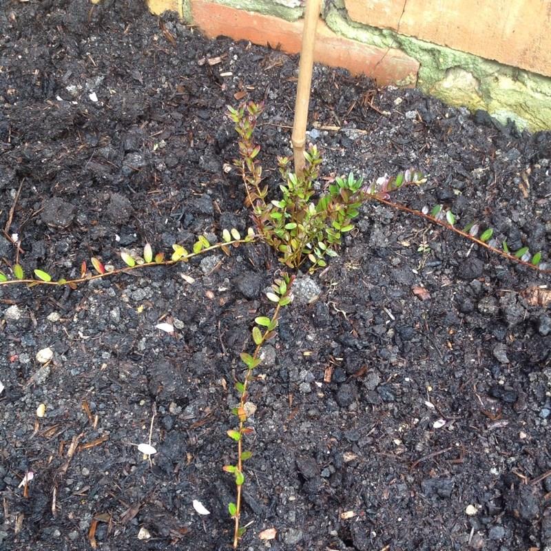 Cranberry Early Black in the GardenTags plant encyclopedia