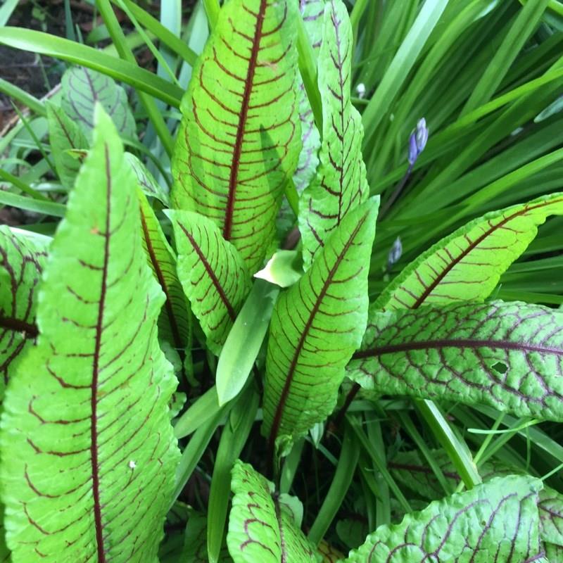 Red Veined Sorrel in the GardenTags plant encyclopedia