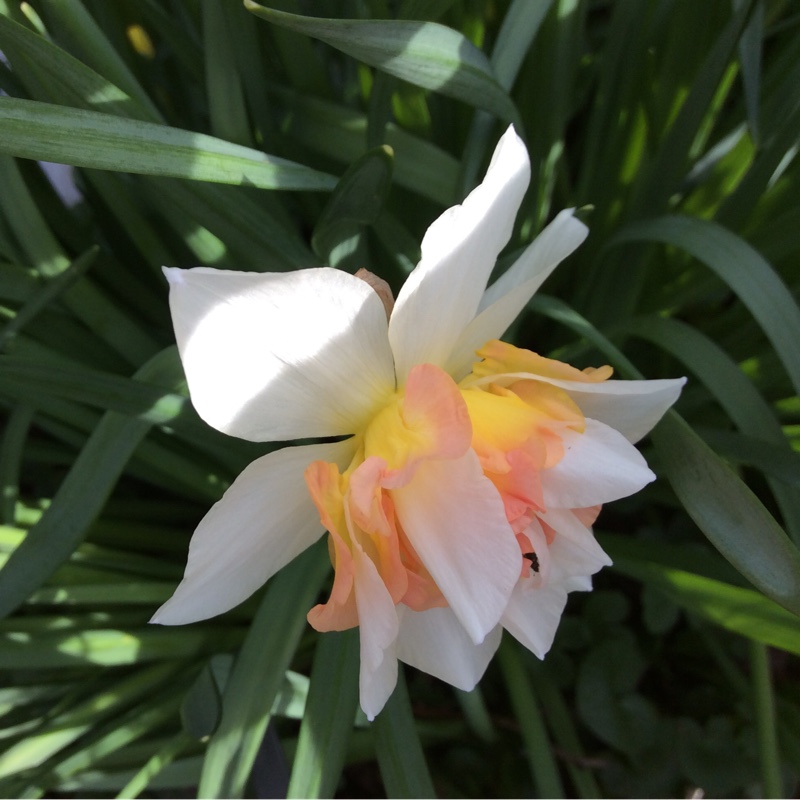 Narcissus My Story in the GardenTags plant encyclopedia Daffodil My Story (Double) in the GardenTags plant encyclopedia