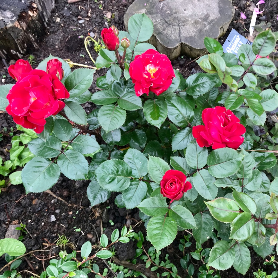 Rosa Noa16131 syn. Rosa Precious Ruby, Rosa Kompass in the GardenTags plant encyclopedia Rose Precious Ruby (Floribunda) in the GardenTags plant encyclopedia